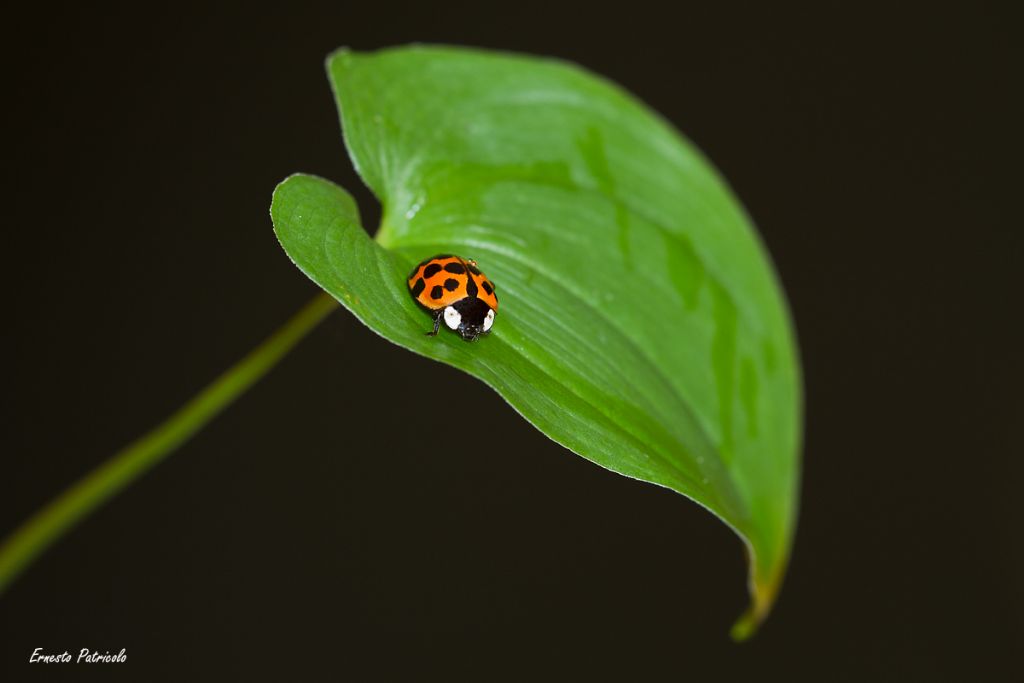 Coccinellidae: Harmonia axyridis